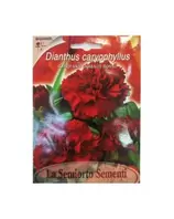 DIANTHUS CARYOPHYLLUS ROSSO (ROUGE) ART FI552-MAXIFLOR offre à 18,9 Dh sur Bricoma