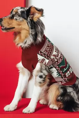 Pull pour chien Noël offre à 12,99 Dh sur Jules